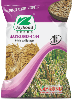 jaykond-4444-hybrid-paddy-seeds-jaykond-bioseeds-pvt-ltd