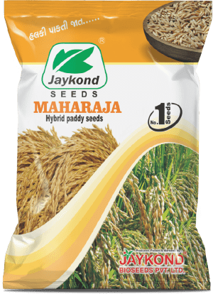 maharaja-hybrid-paddy-seeds-jaykond-bioseeds-pvt-ltd